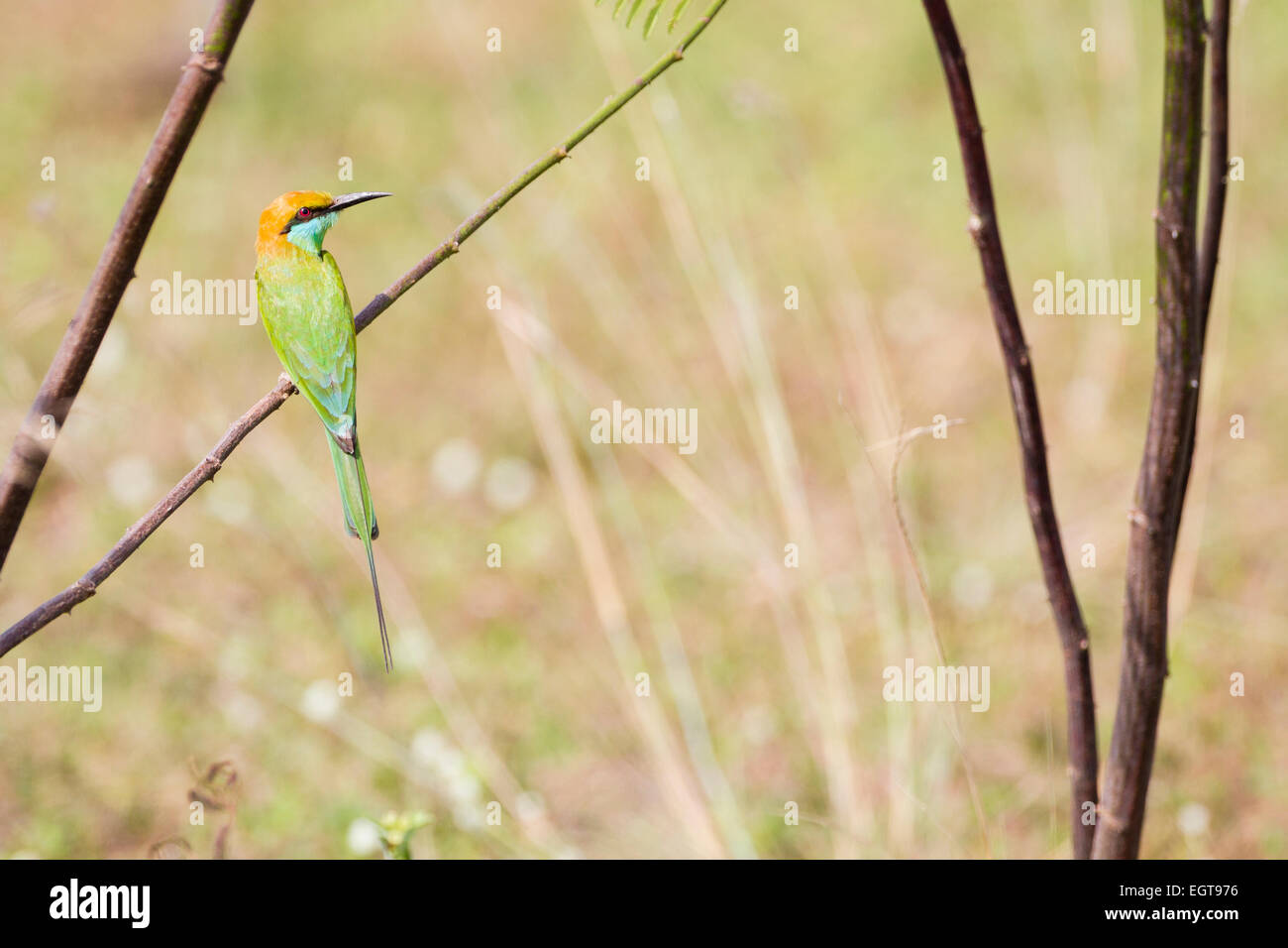 Rear view little bee eater hi-res stock photography and images - Alamy