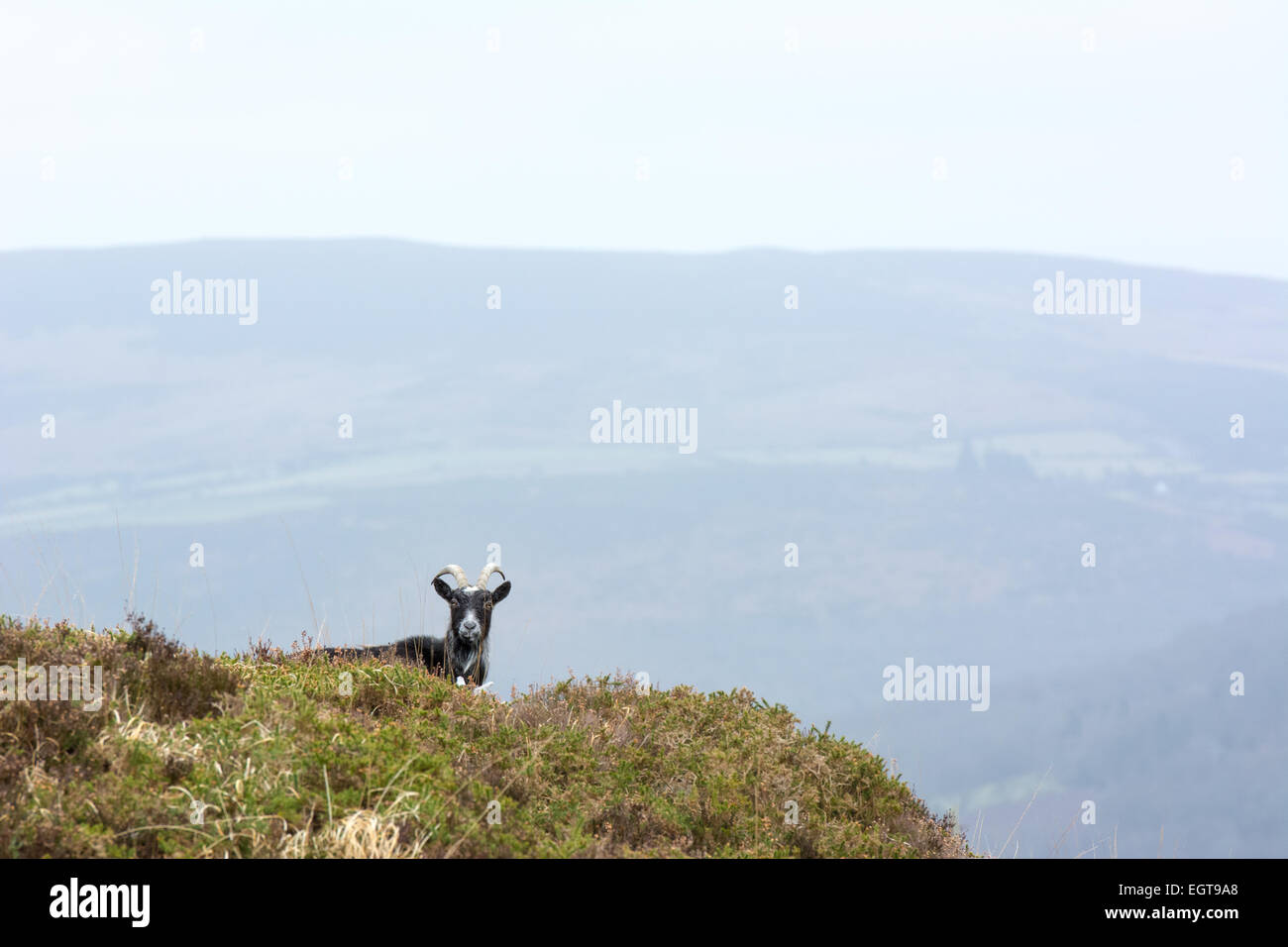 Wild mountain goat with horns high on hillside with hazy countryside in the background Stock Photo