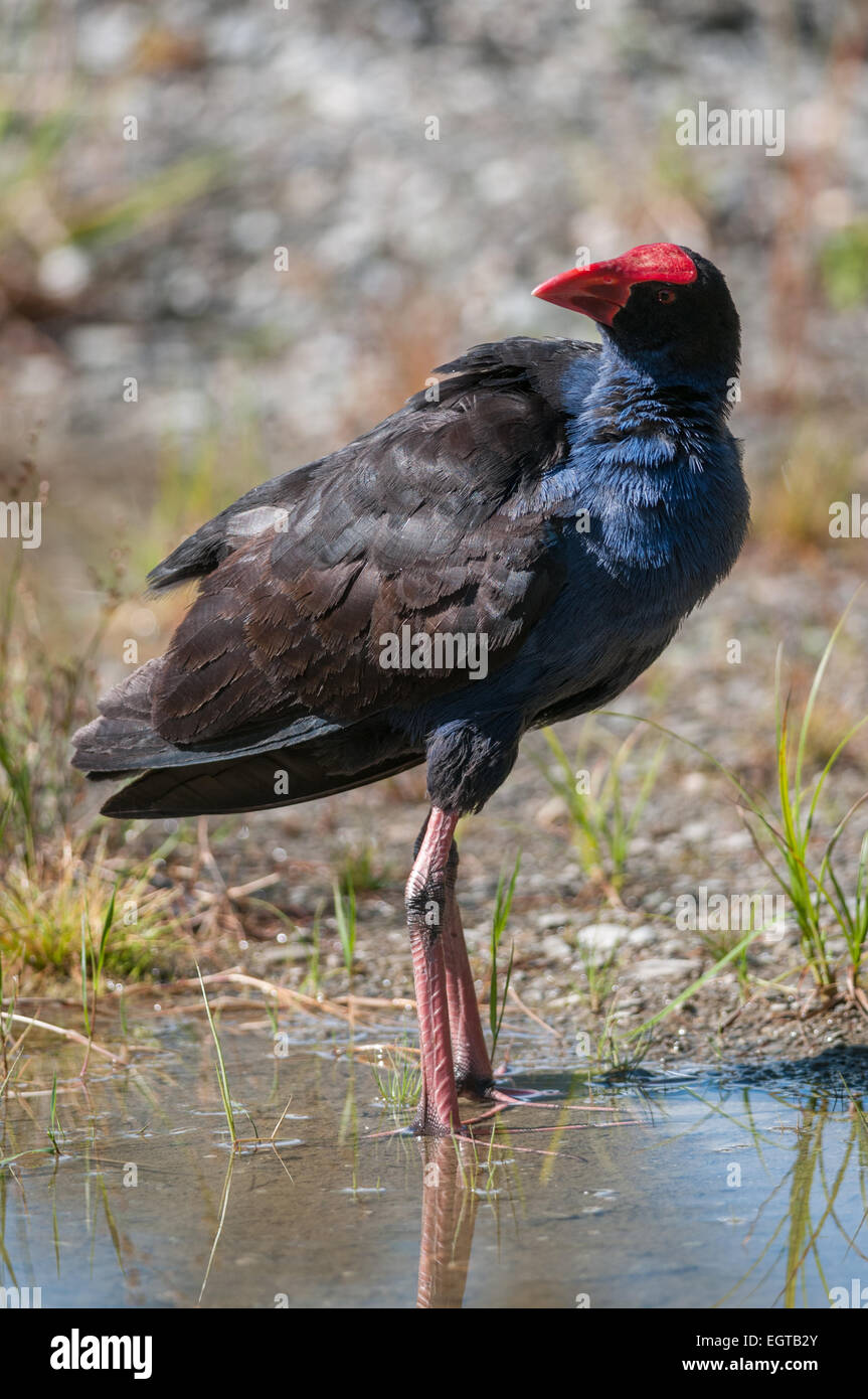 Pukeko (Porphyrio melanotus), Lake Matheson, Southern Alps, West Coast, South Island, New Zealand. Stock Photo