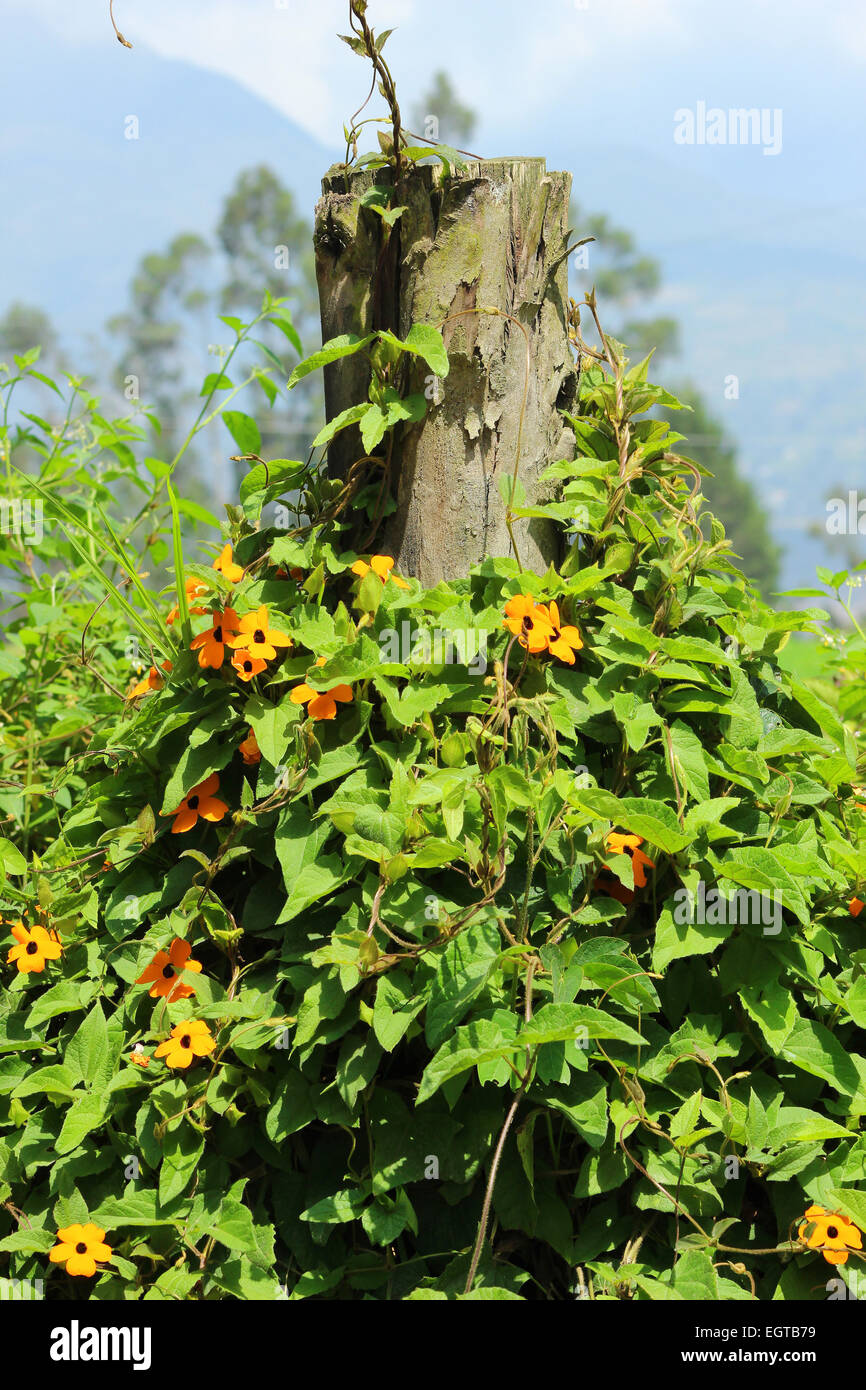 Flowers and ivy on a barbed wire fence in a pasture in Cotacachi, Ecuador Stock Photo