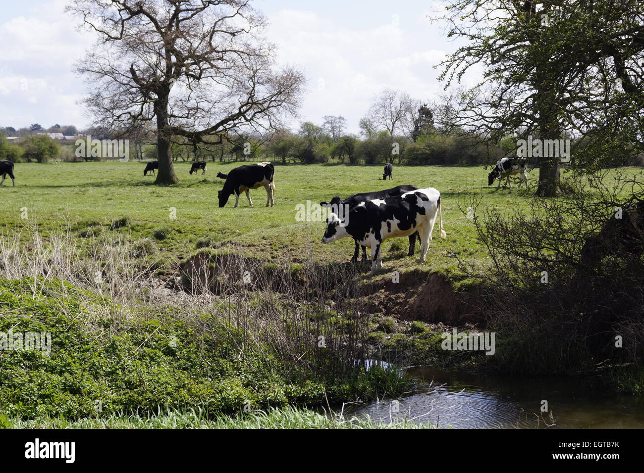 cows grazing near water, English countryside Stock Photo Alamy