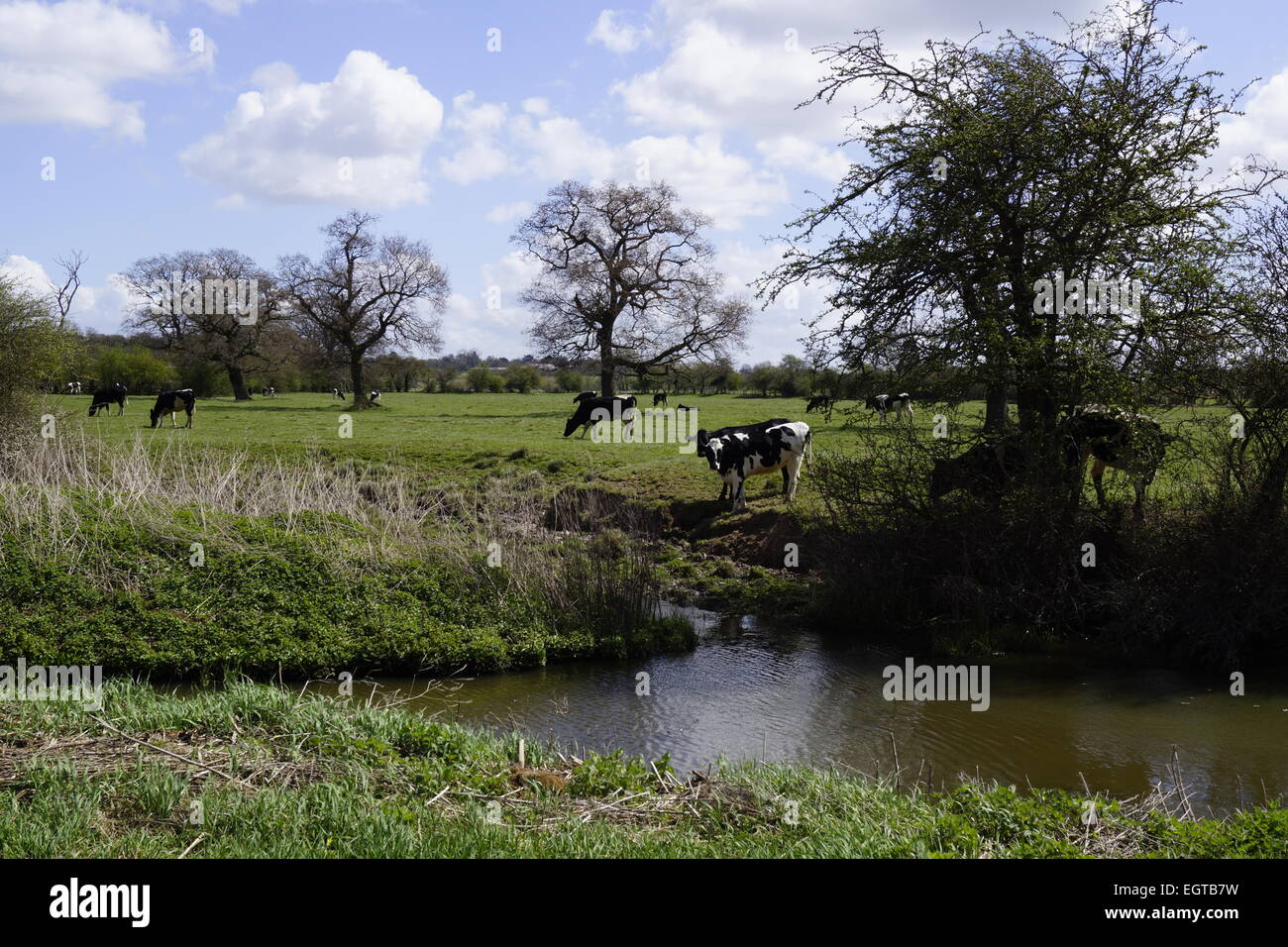 Traditional countryside showing cows grazing next to water under trees, blue sky. Stock Photo
