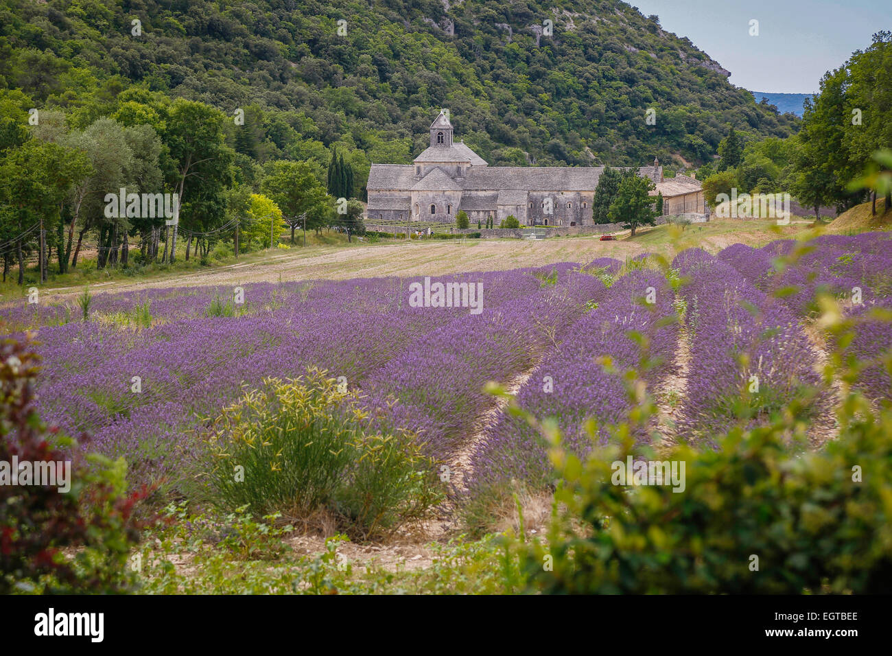 Sénanque Abbey (south-eastern France), July 2014 Stock Photo
