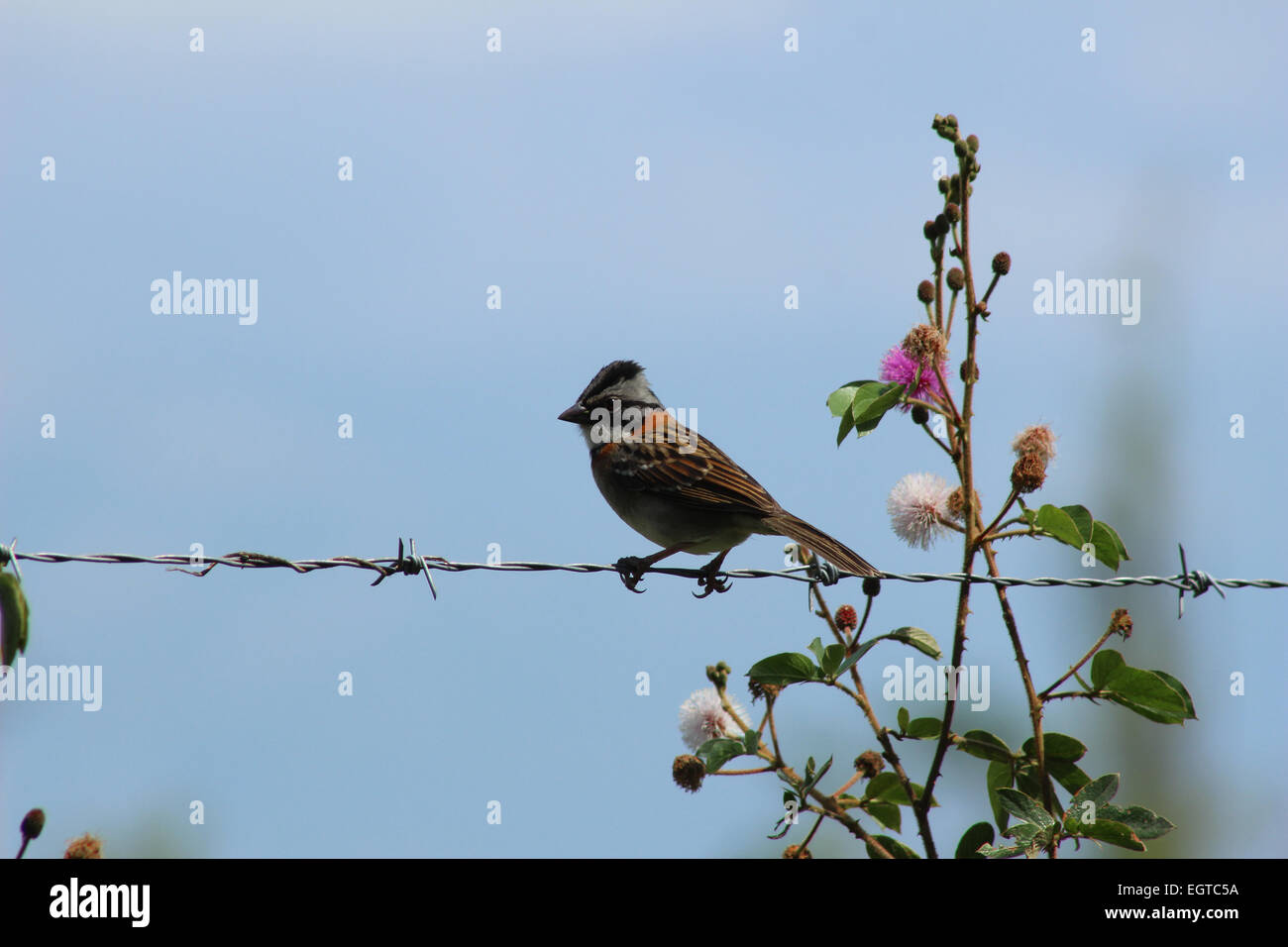 A Rufous Collared Sparrow perched on a strand of barbed wire in a farmers pasture in Cotacachi, Ecuador Stock Photo