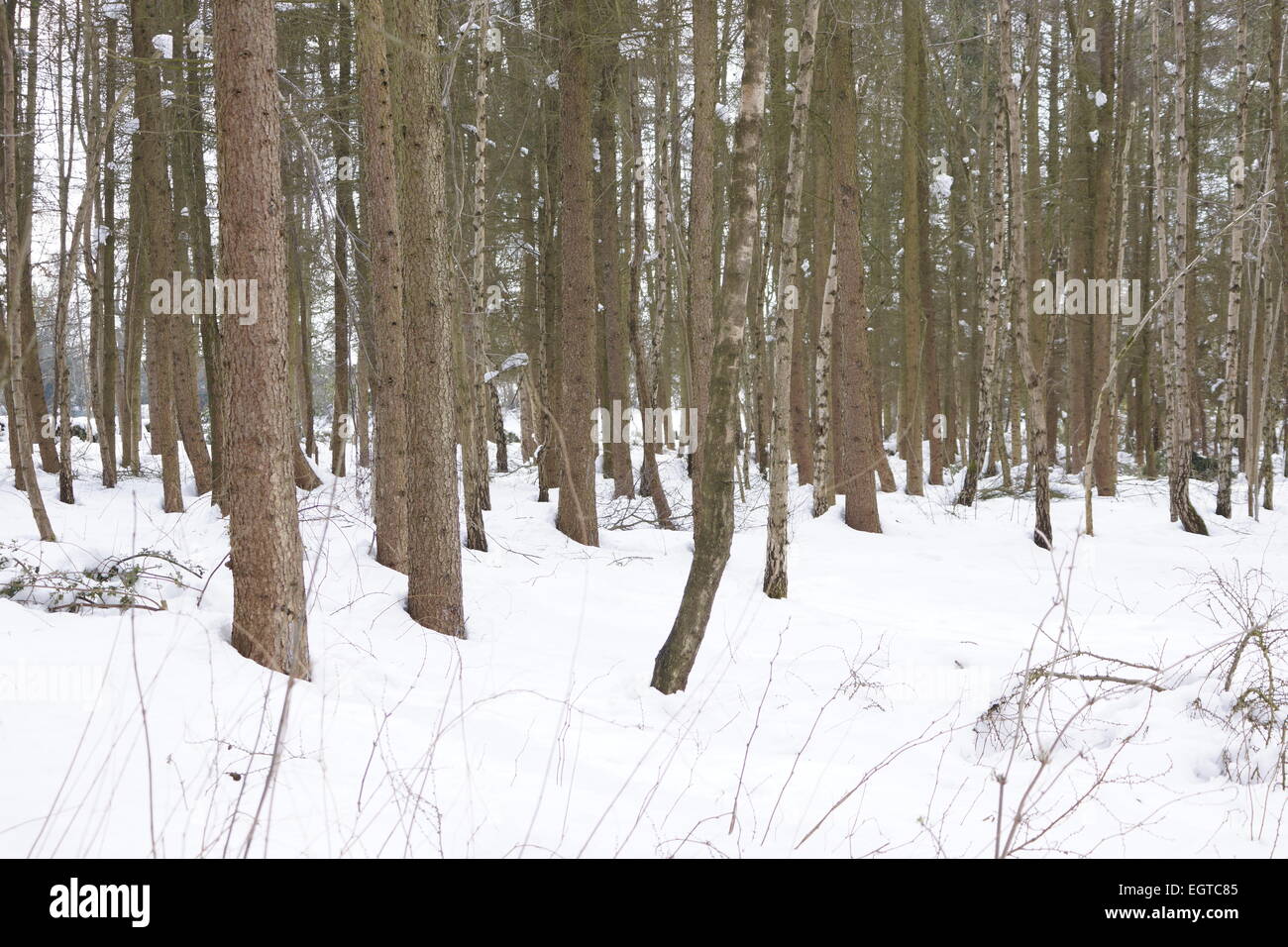 Pine forest on winters day, snow covered ground. Stock Photo