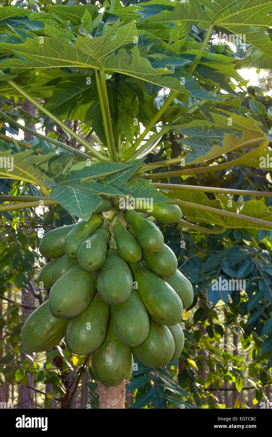 Papaya Papaya (Carica papaya), Vietnam, Asia Stock Photo Alamy