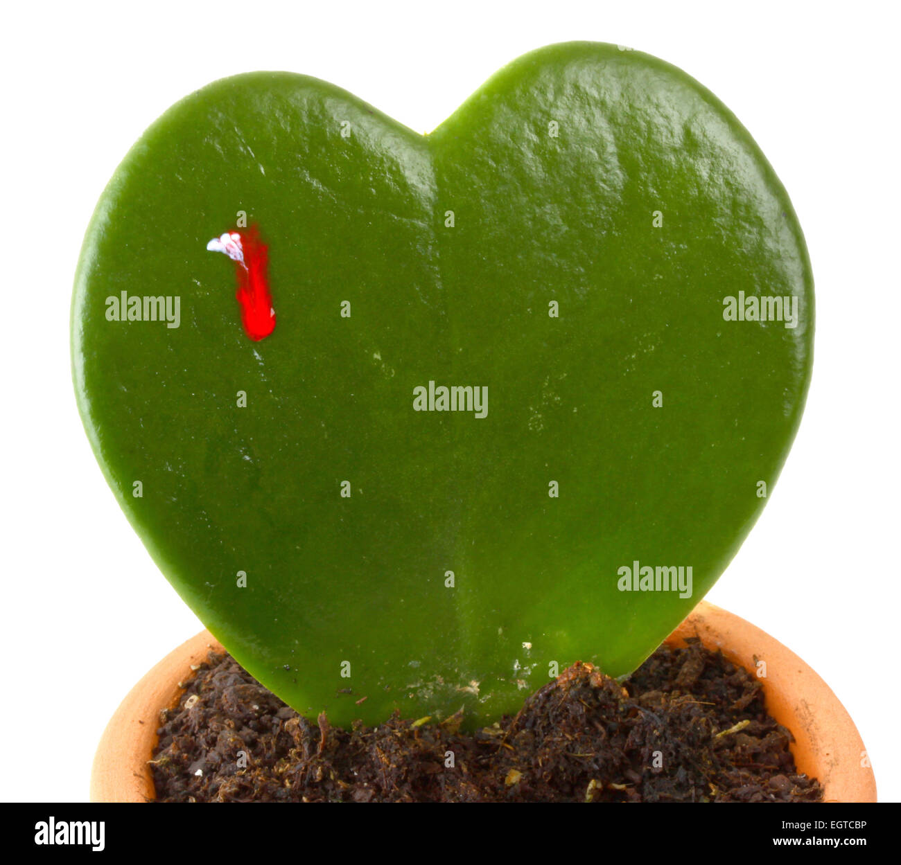 Heart shaped cactus while bleeds isolated on white background. Stock Photo