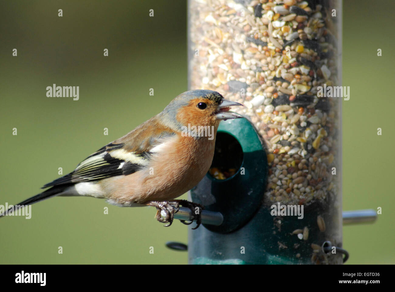 chaffinch bird food