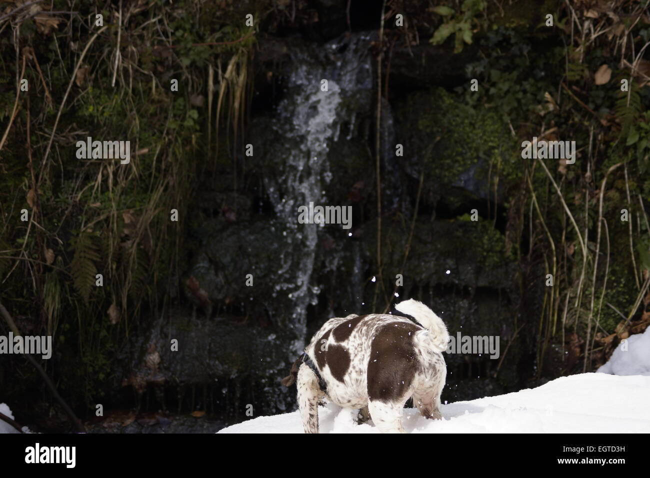 Springer Spaniel investigating at foot of waterfall, knee deep in snow