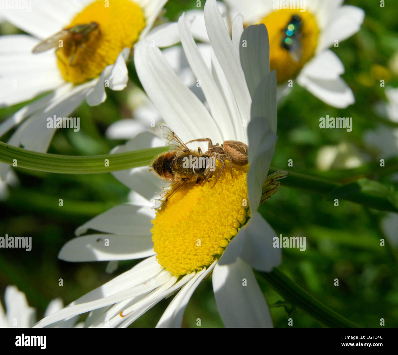 UK garden wildlife.  Predatory spider on ox-eye daisy attempts to subdue a bee.  The bee eventually escaped. Stock Photo