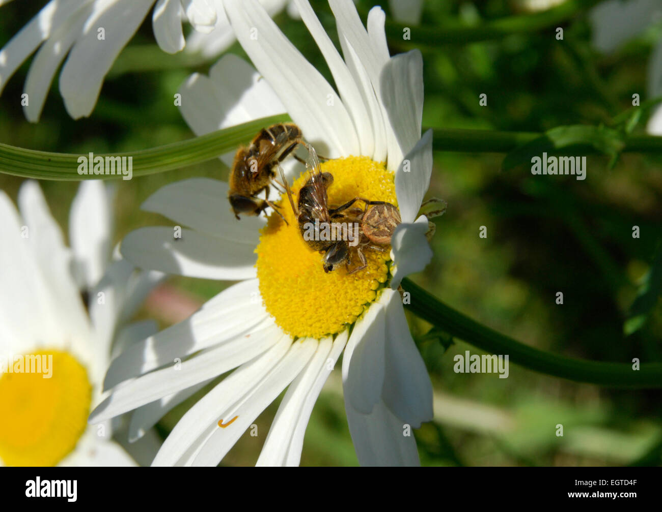 Garden wildlife, UK.  Bee escapes the clutches of a predatory spider on an ox-eye daisy.  Another bee feeds unconcerned behind. Stock Photo