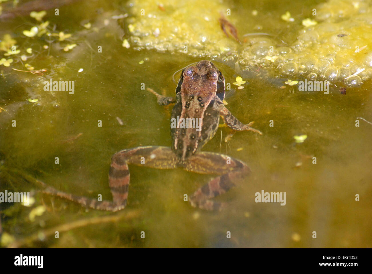 Common Frog in a Garden Pond.  A young specimen. Stock Photo