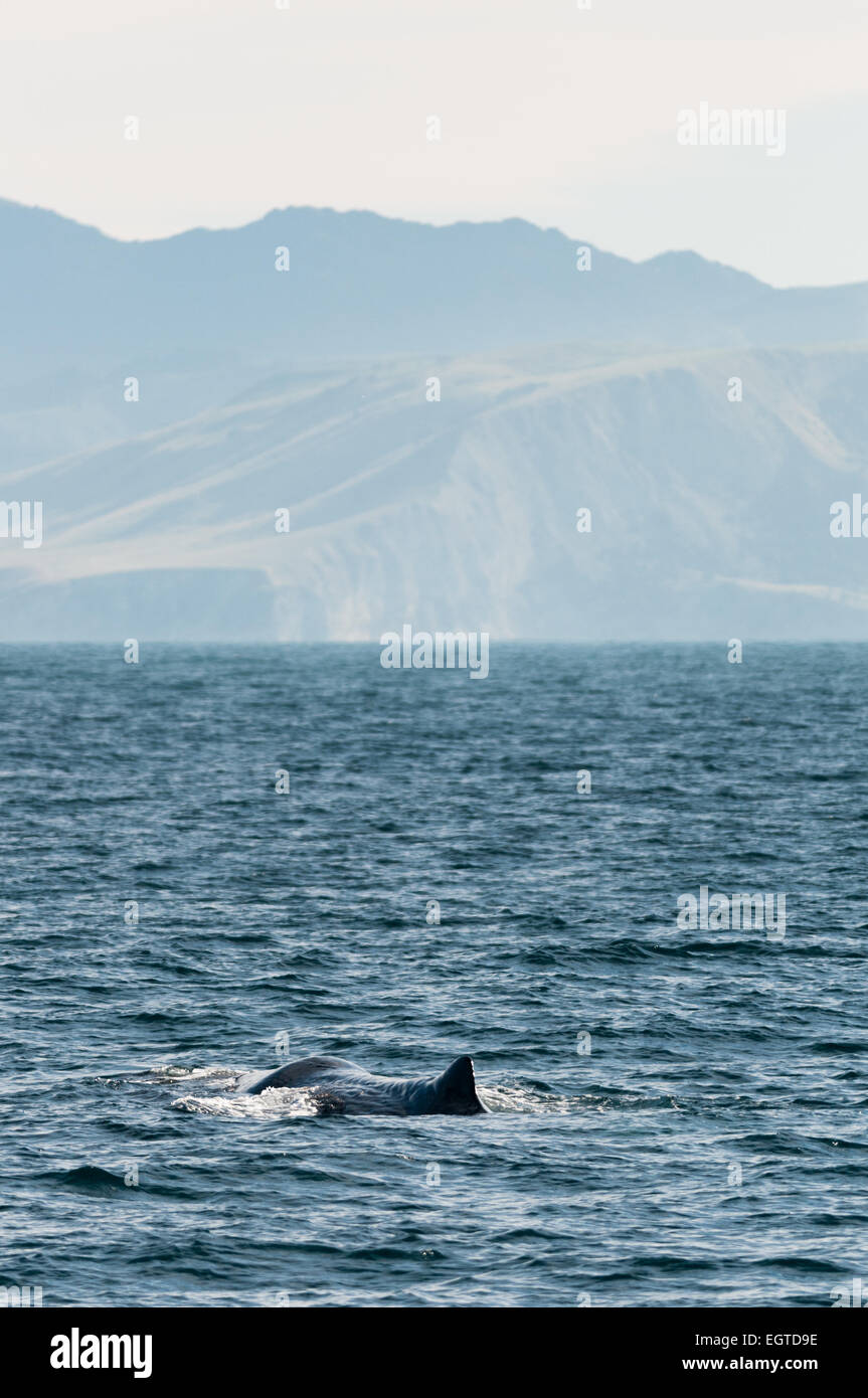 Sperm whale (Physeter macrocephalus) in the South Pacific near Kaikoura, Canterbury, South Island, New Zealand. Stock Photo