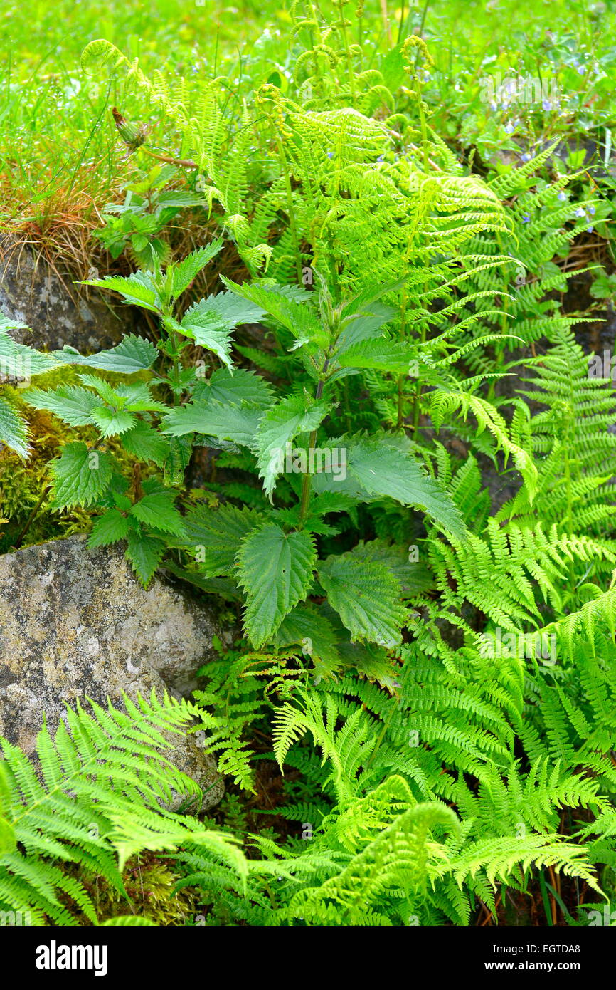 Schwarzwald, Baden-Württemberg  Hochschwarzwald,  Brennessel mit Farn, Stock Photo