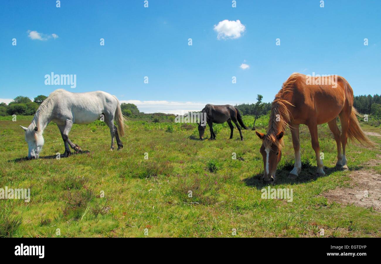 Three different coloured New Forest ponies grazing in summer sunshine, Hampshire, UK. Stock Photo