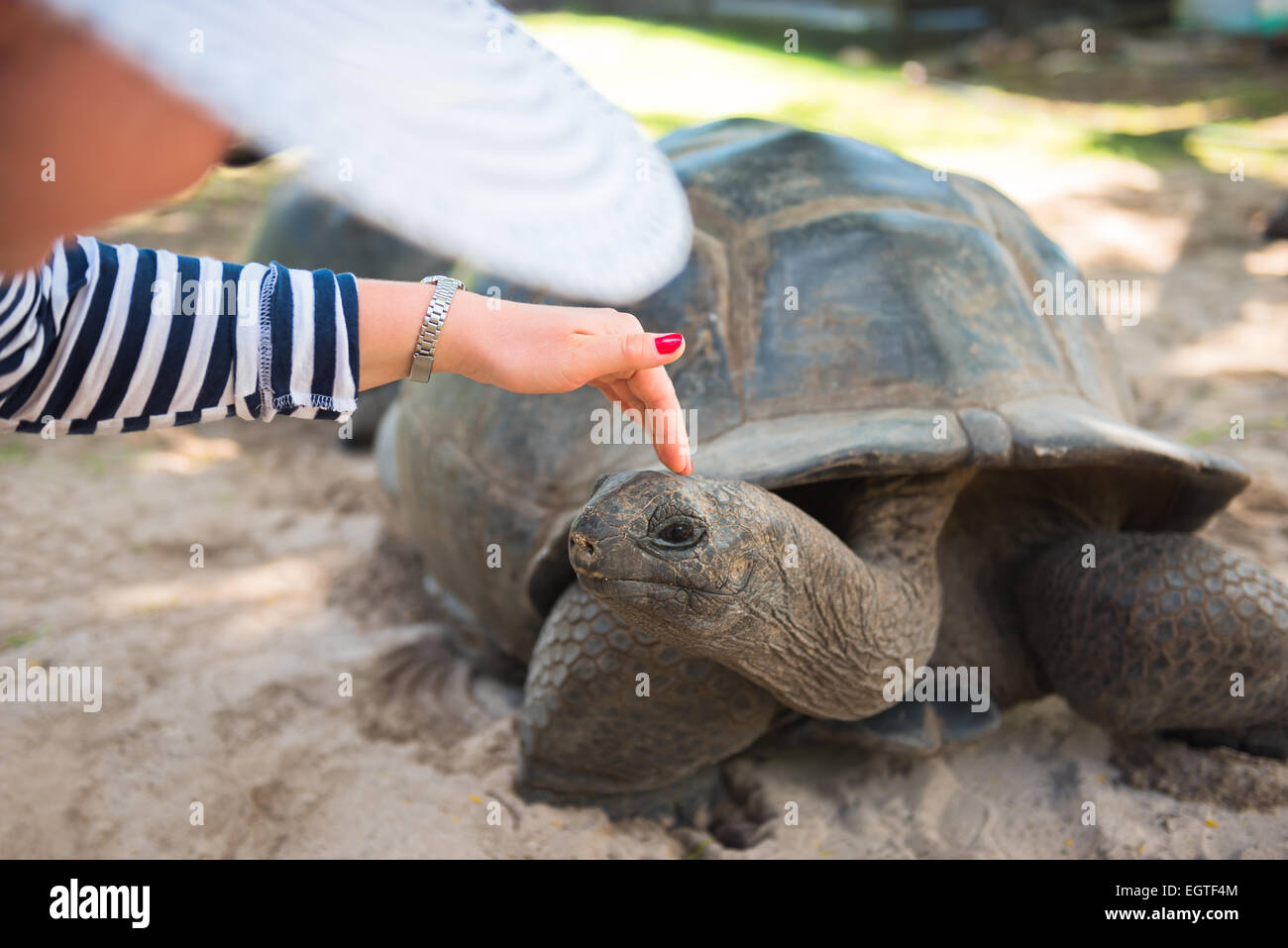 Women touches Aldabran seychelles giant tortoise head at Seychelles Stock Photo