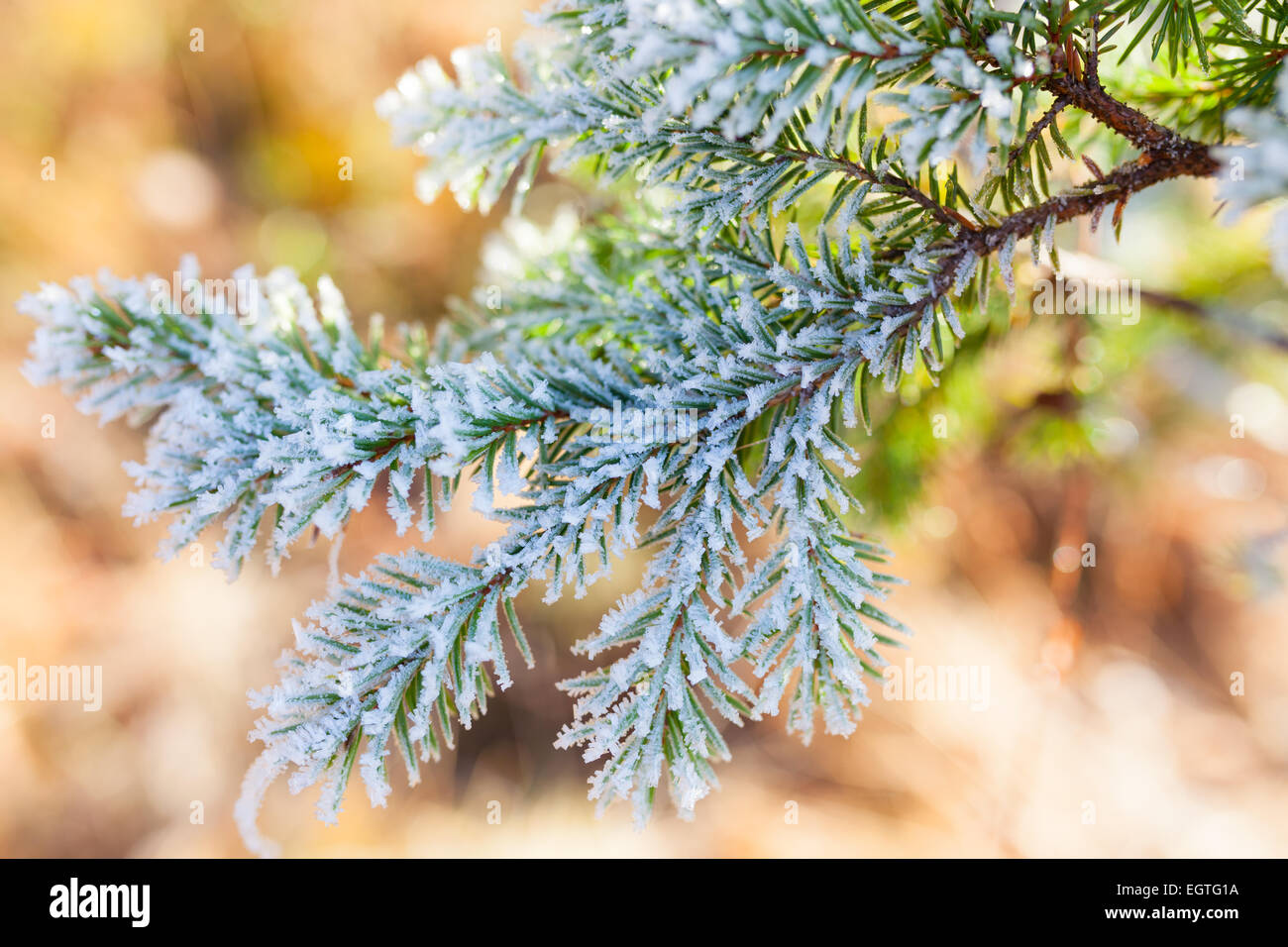 Frozen spruce branch Stock Photo