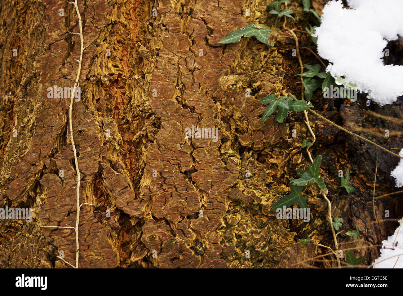 Tree bark with creeping vines, ivy, close up of tree with snow on edges