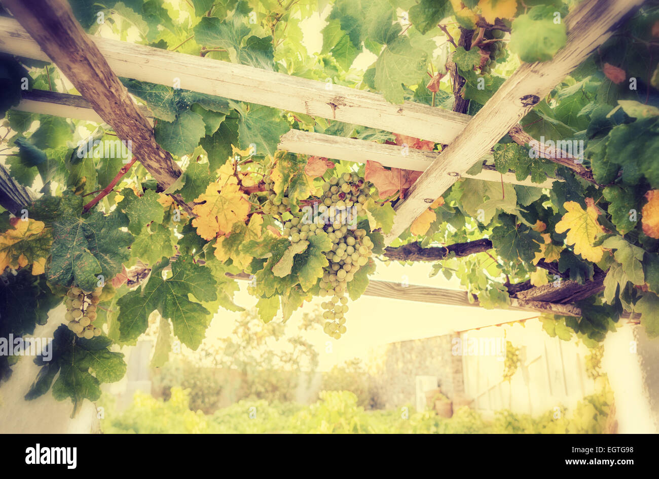 Bunch of white grapes in the vineyard in the Wine Museum of Thira, Santorini, Greece. Stock Photo