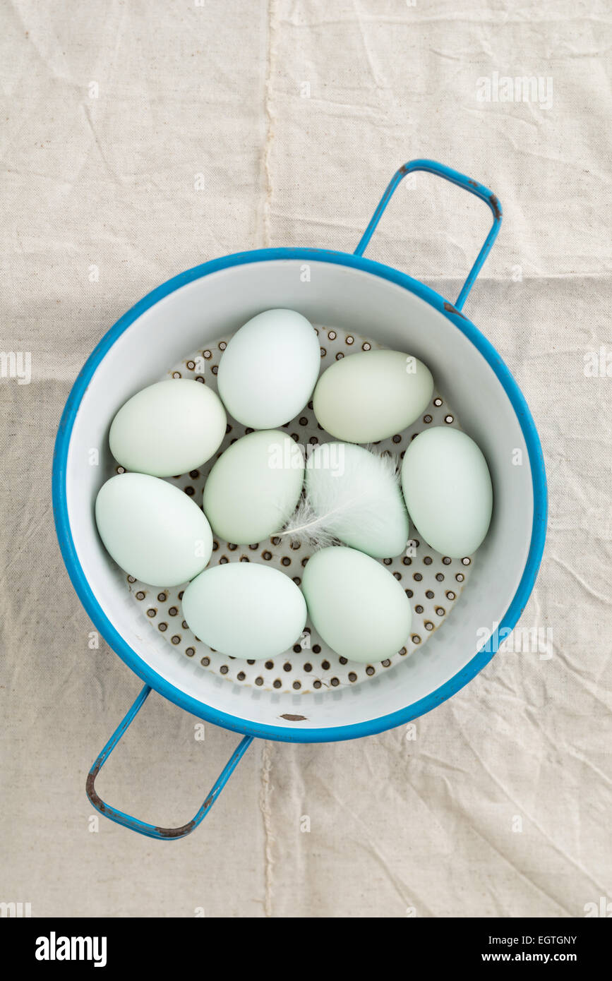 Fresh light green eggs from Easter egger chicken in a kitchen strainer Stock Photo