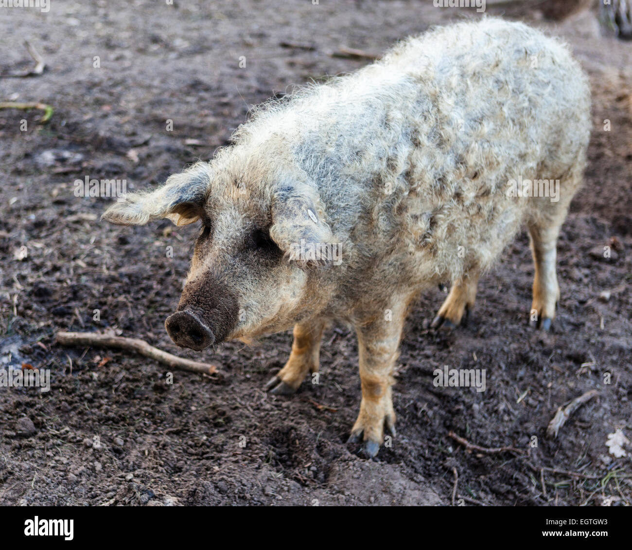 Germany, Schorfheide Game Reserve, Wildpark Schorfheide Wild park. Mangalitza-Wollschwein woolly pigs under threat of extinction Stock Photo