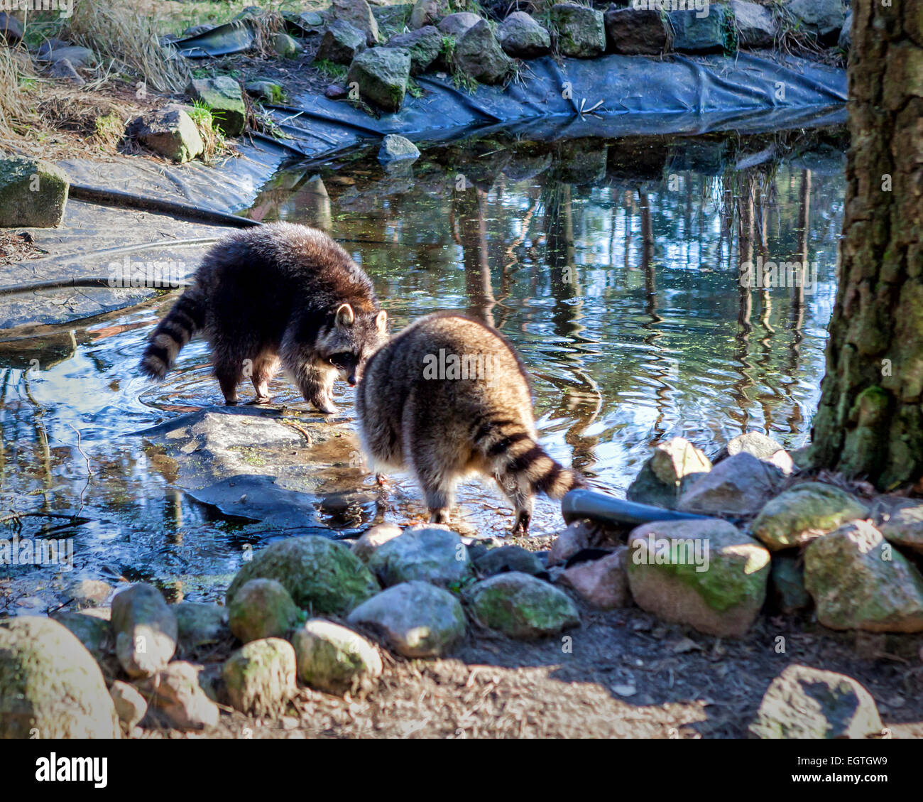 Germany, Schorfheide Game Reserve, Wildpark Schorfheide, Raccoons, Waschbär at Wild park for local fauna & domestic animals Stock Photo