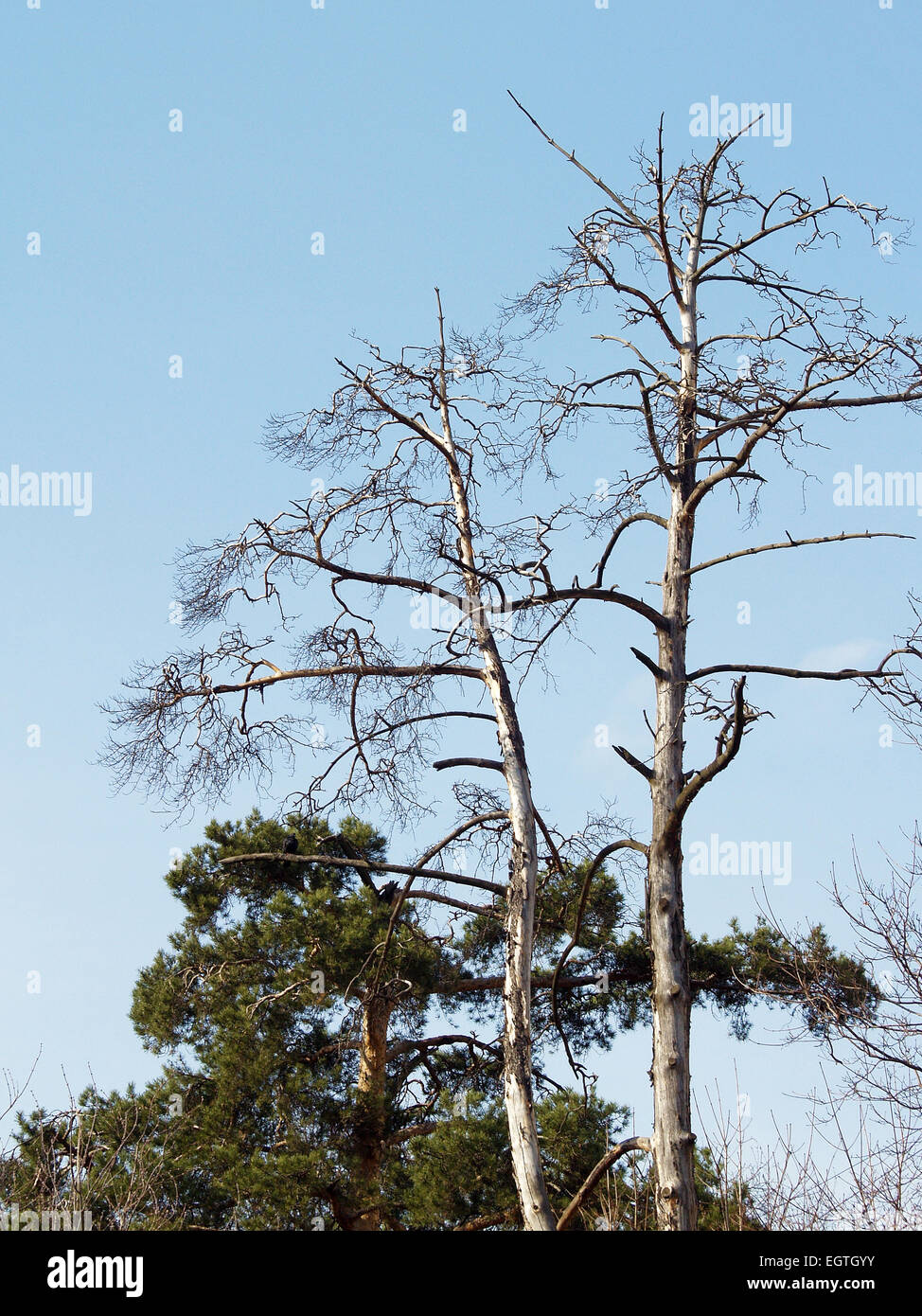 Two trees evergreen and dead birch Stock Photo Alamy
