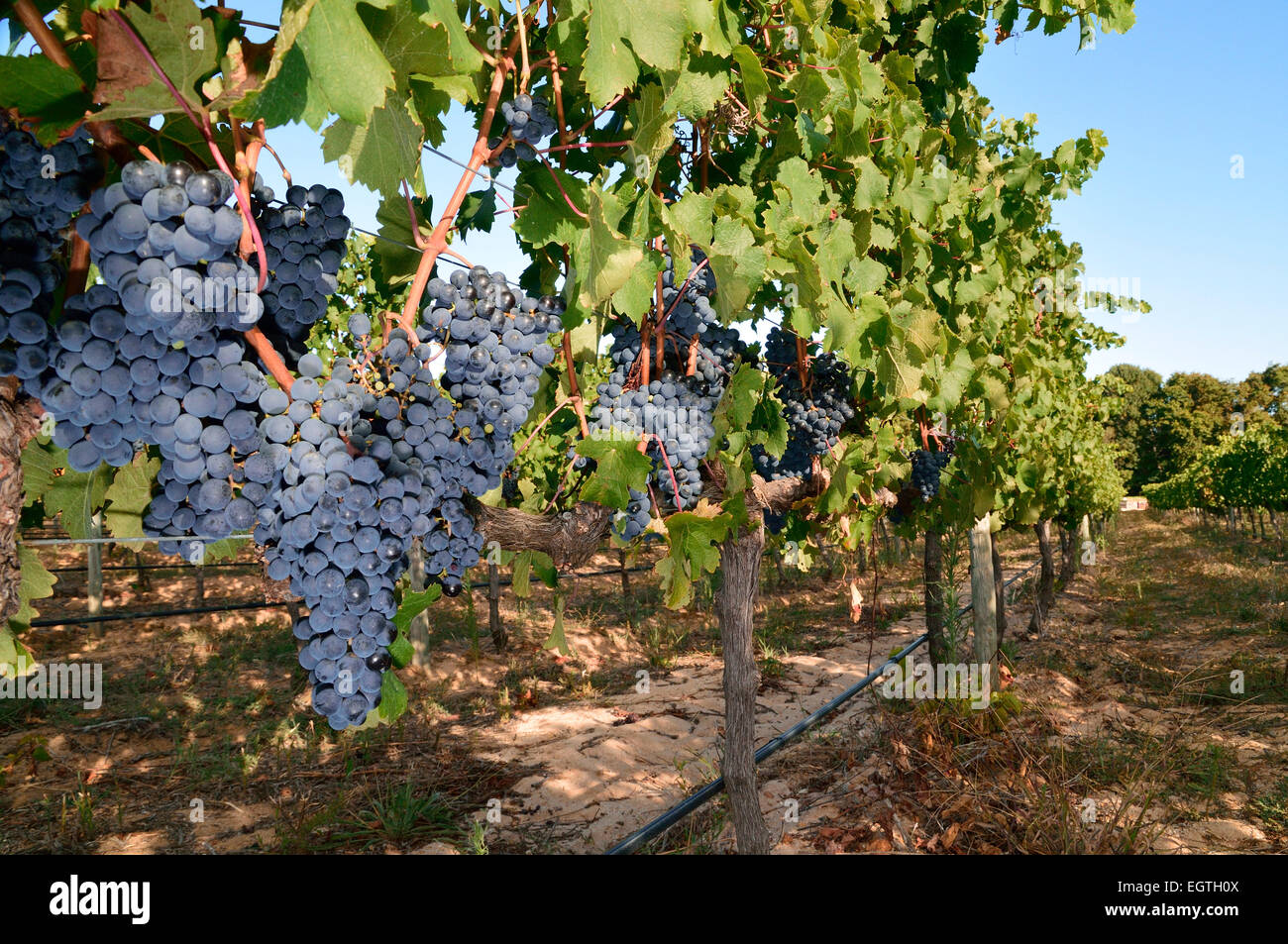 Pinotage Grapes on the Vine Stock Photo