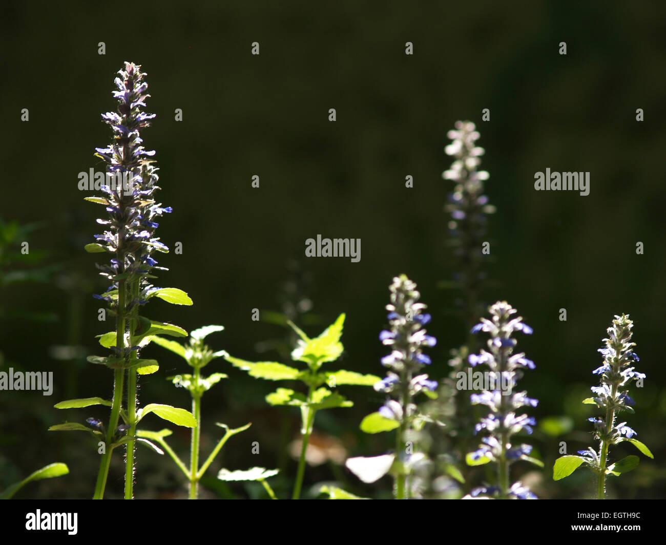 Flowers on Sunligted glade Stock Photo - Alamy