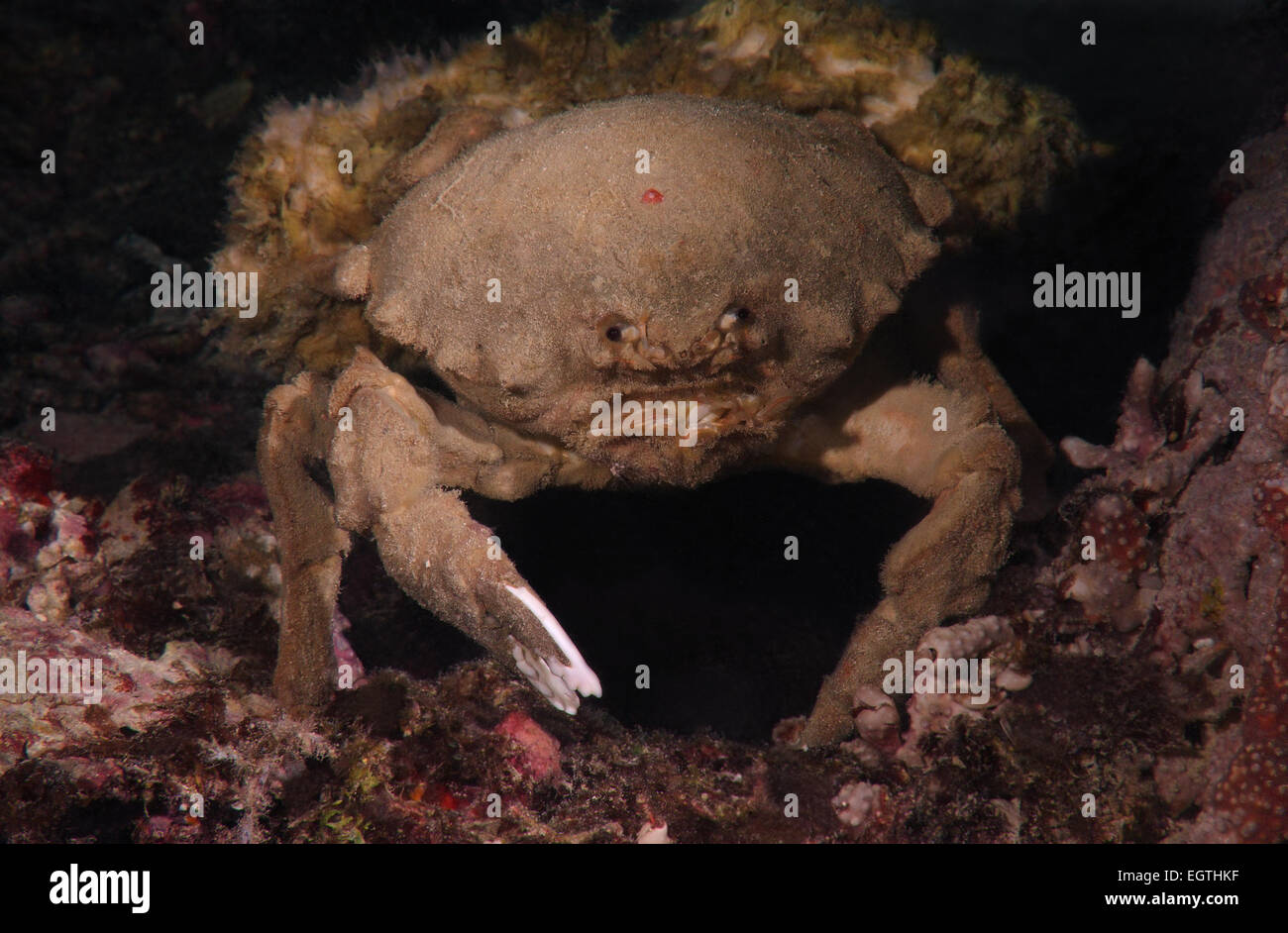 Sponge Carry Crab (Lauridromia dehaani) Shrimp, Bohol Sea, Philippines, Southeast Asia Stock Photo