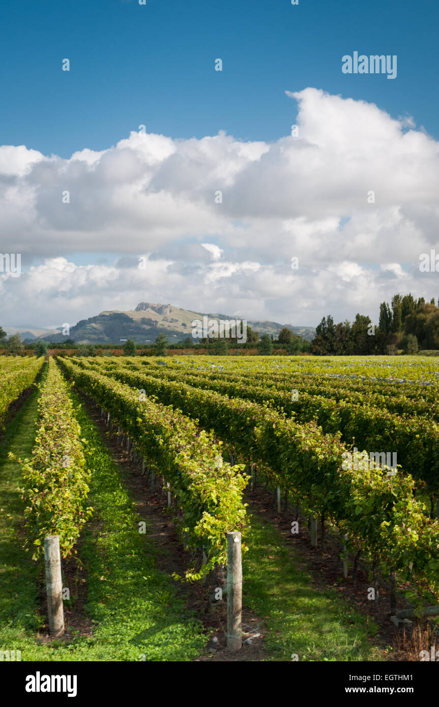 Winery, Mill Road, Haumoana, Hawkes Bay, North Island, New Zealand. Stock Photo