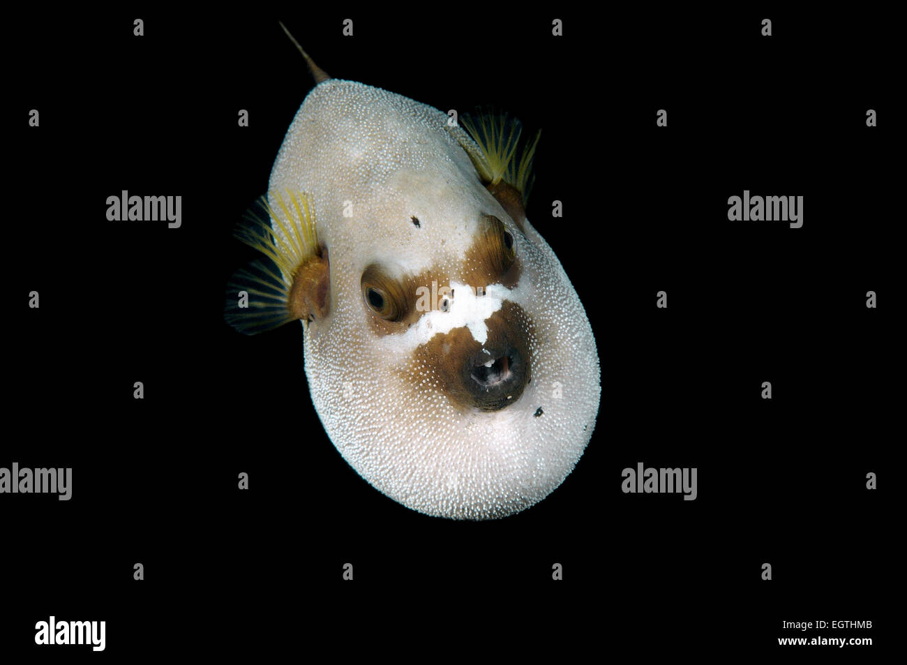 Blackspotted puffer or  dog-faced puffer (Arothron nigropunctatus) Bohol Sea, Cebu, Philippines Stock Photo