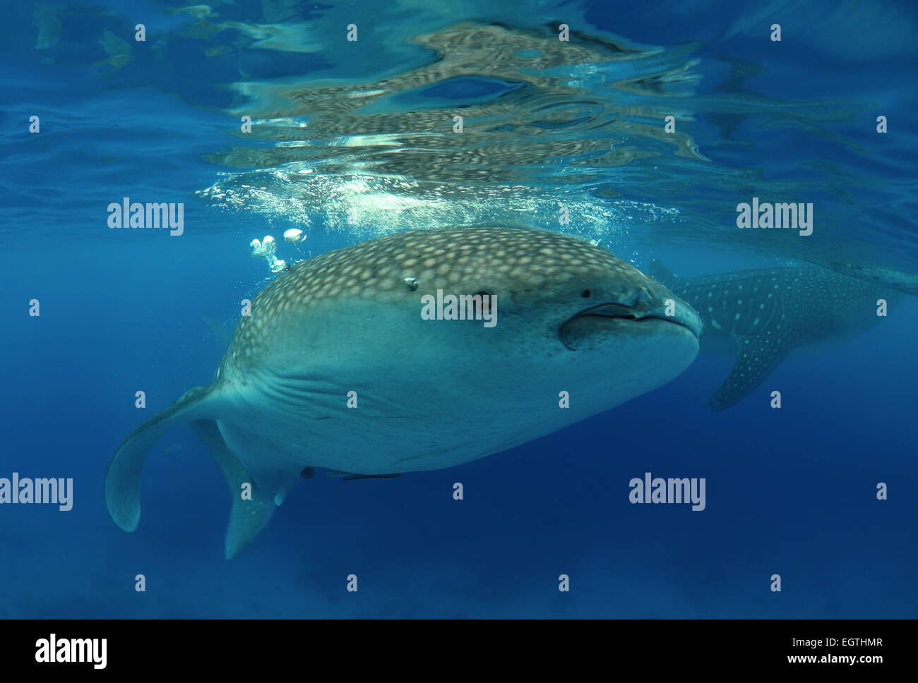 Whale shark (Rhincodon typus) Bohol Sea, Oslob, Cebu, Philippines, Southeast Asia Stock Photo