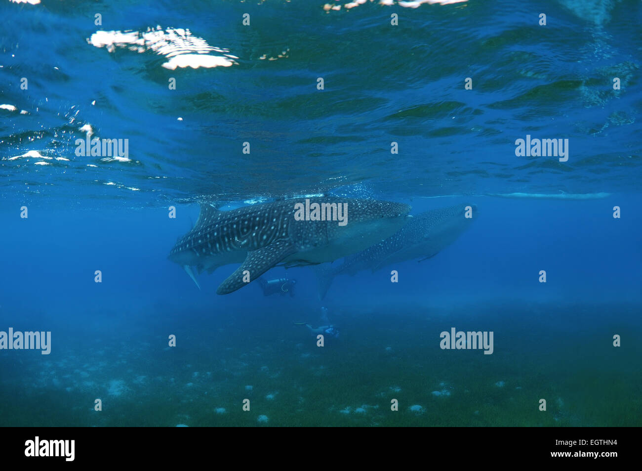 Whale shark (Rhincodon typus) Bohol Sea, Oslob, Cebu, Philippines, Southeast Asia Stock Photo