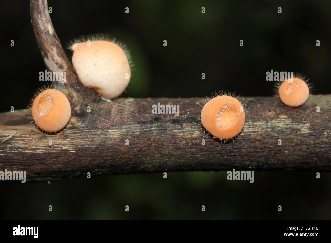 Orange cup Fungi Cookeina tricholoma Stock Photo