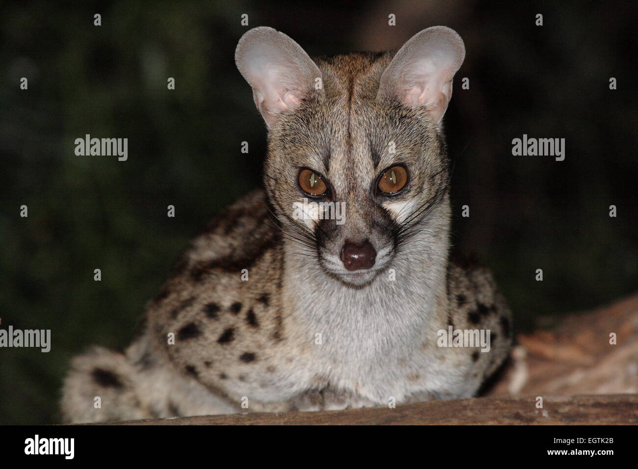 Large Spotted Stock Photo Alamy