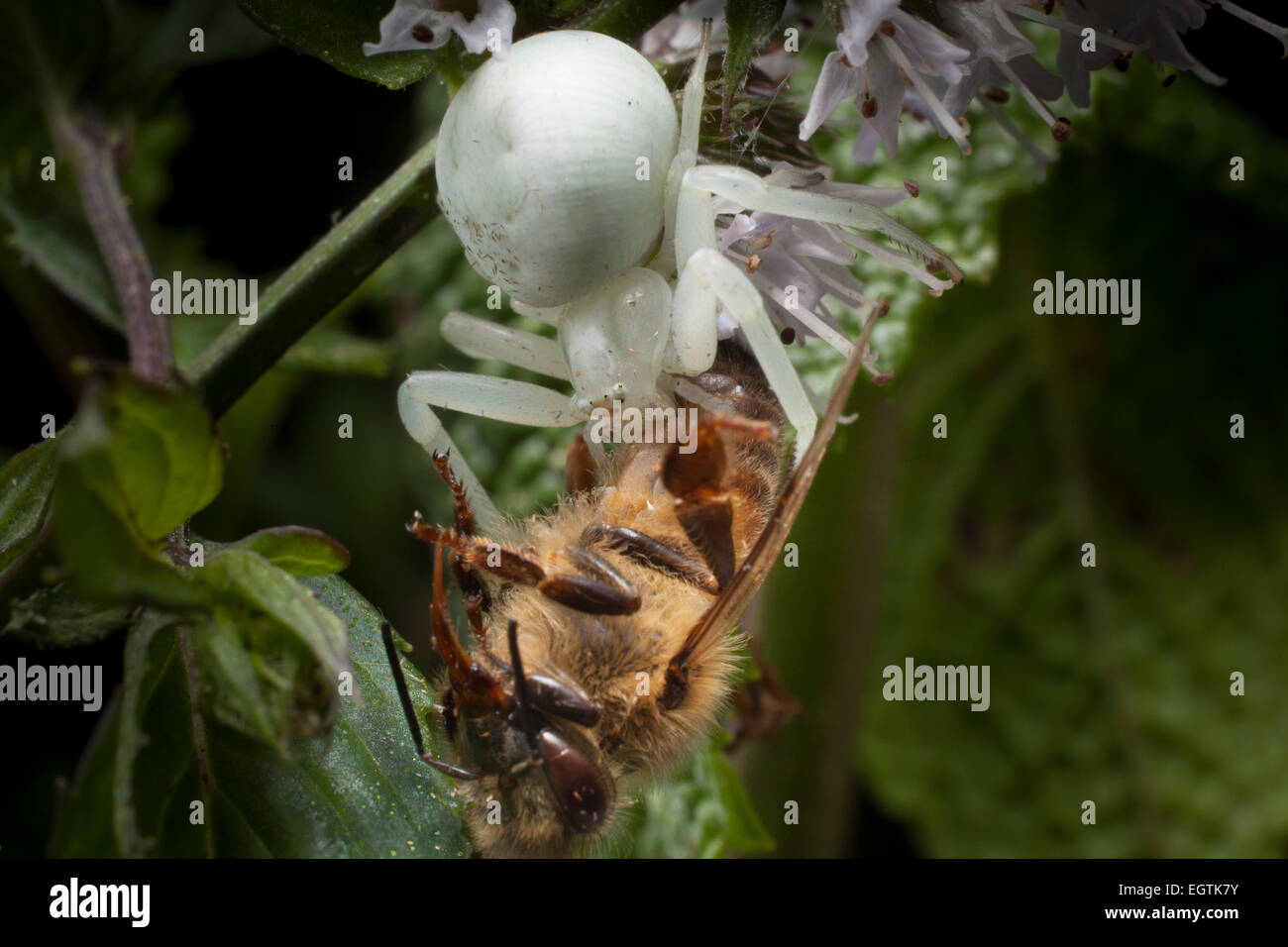 A white crab-spider (Arachnida,Araneae,Thomisidiae), lurking in a mint flower captures a honey-bee. Stock Photo