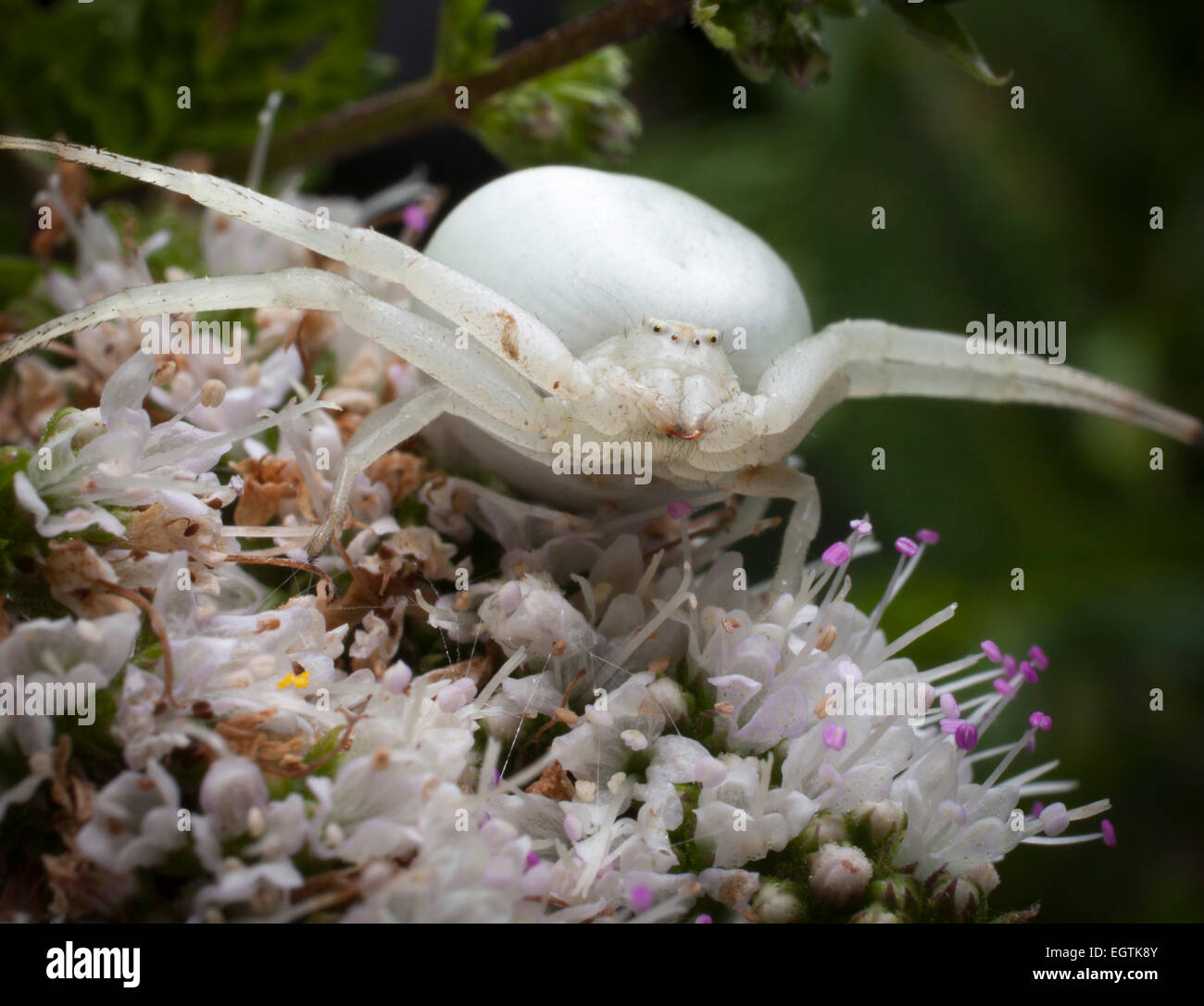 A white crab-spider (Arachnida,Araneae,Thomisidiae), lurking in a mint flower. Stock Photo
