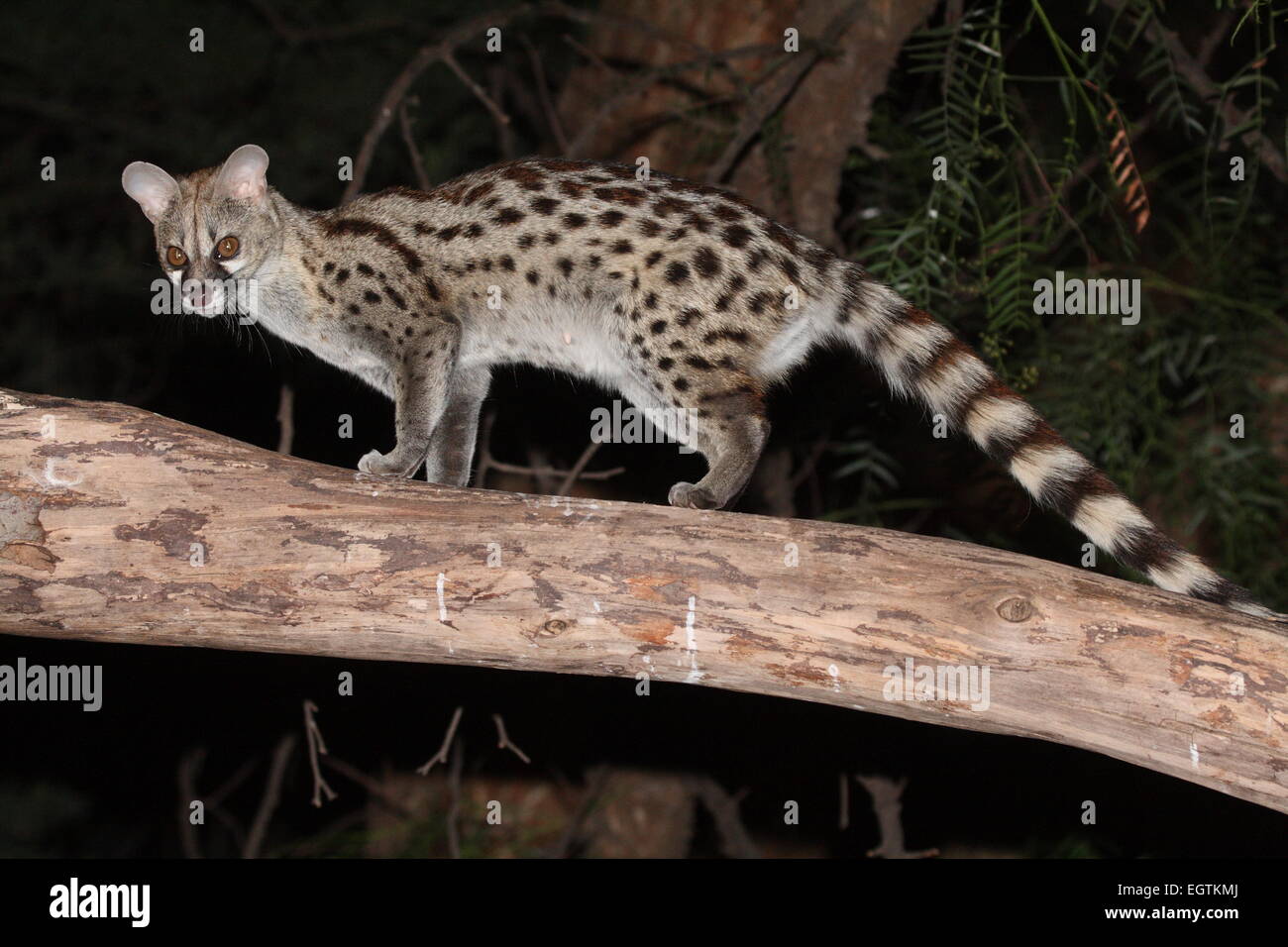 Female Large Spotted Stock Photo Alamy