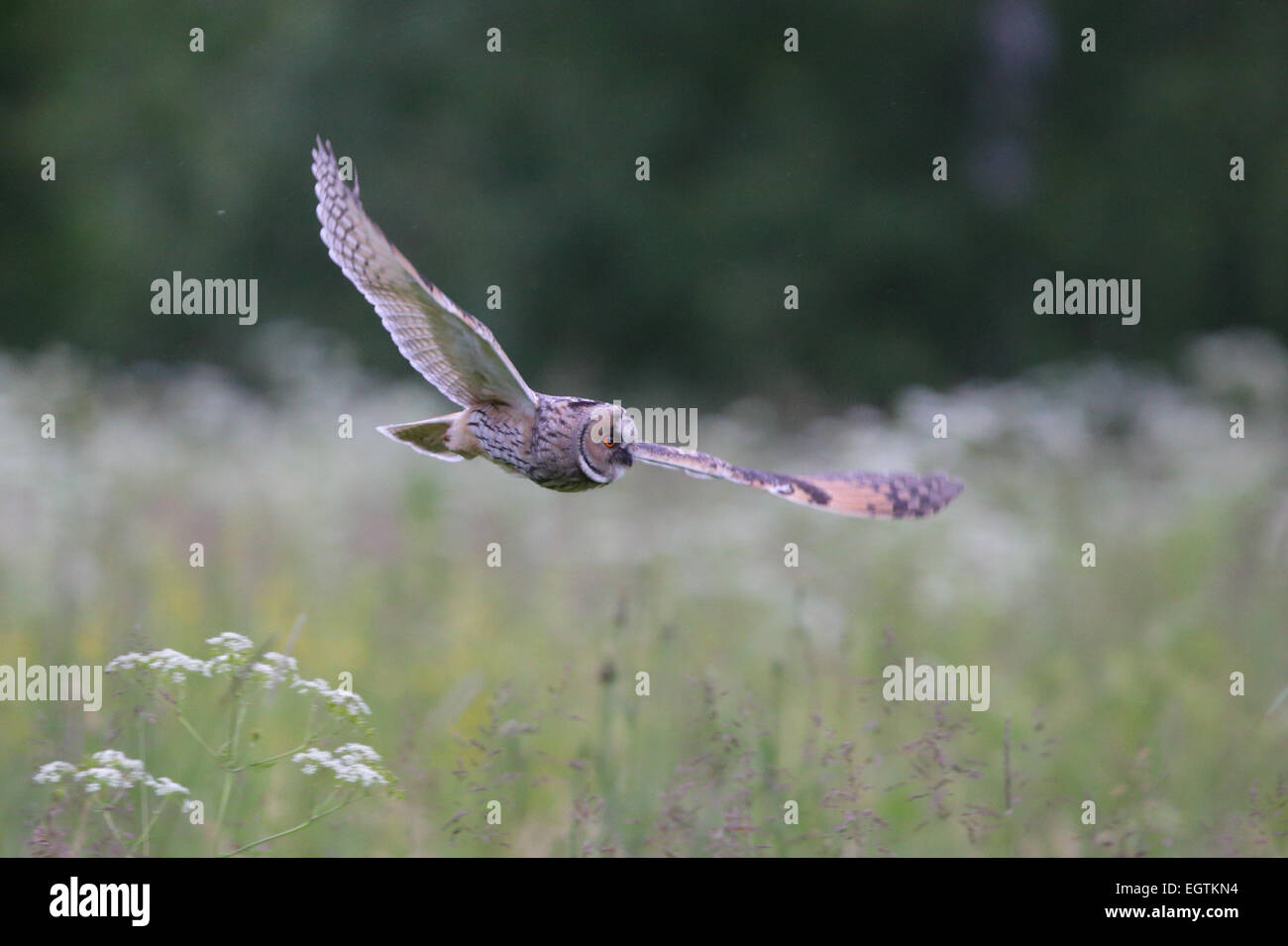 Long-eared Owl (Asio otus) hunting at the meadow, Europe Stock Photo