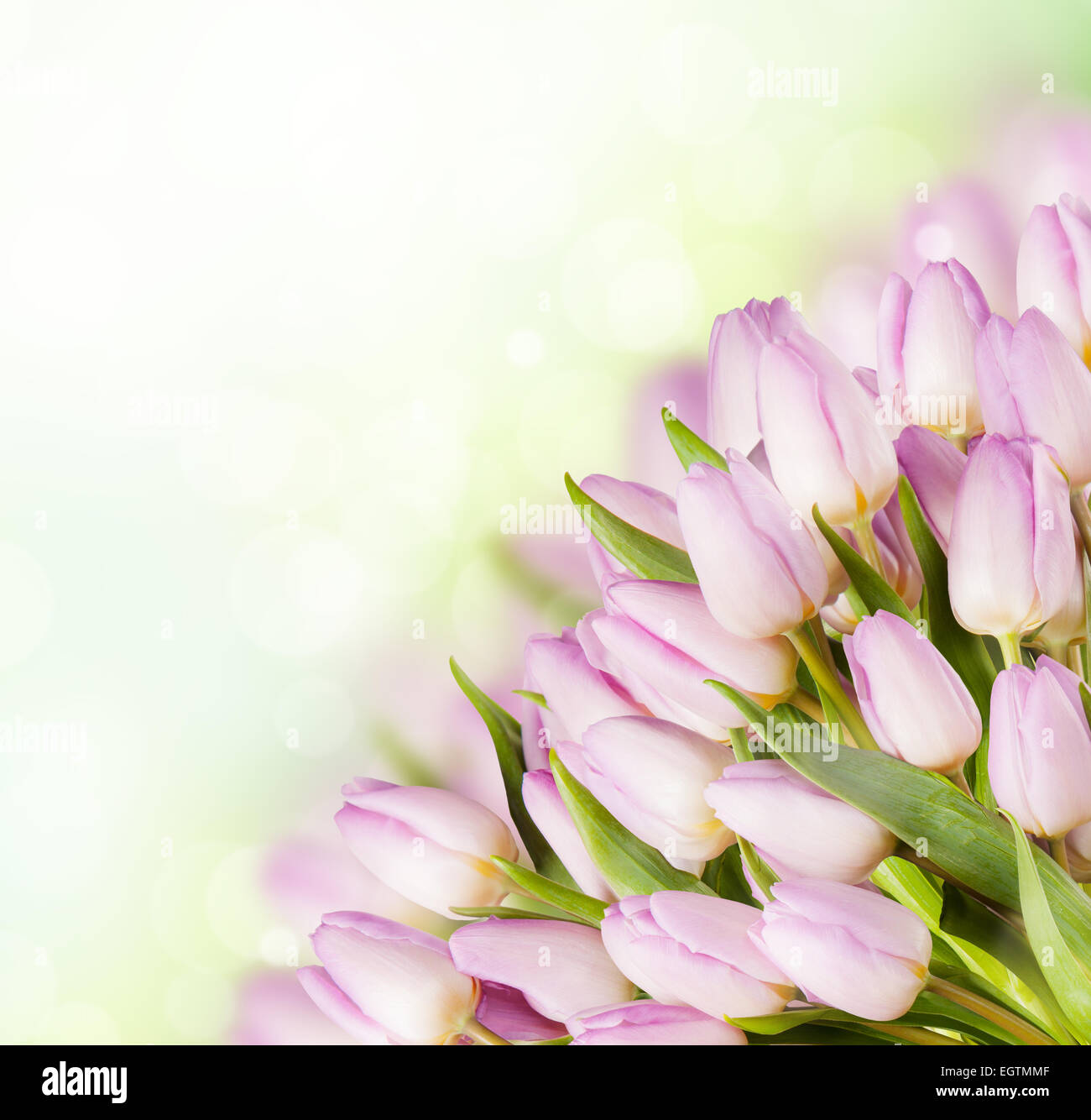 Boquet of pink tulips with copyspace for text Stock Photo