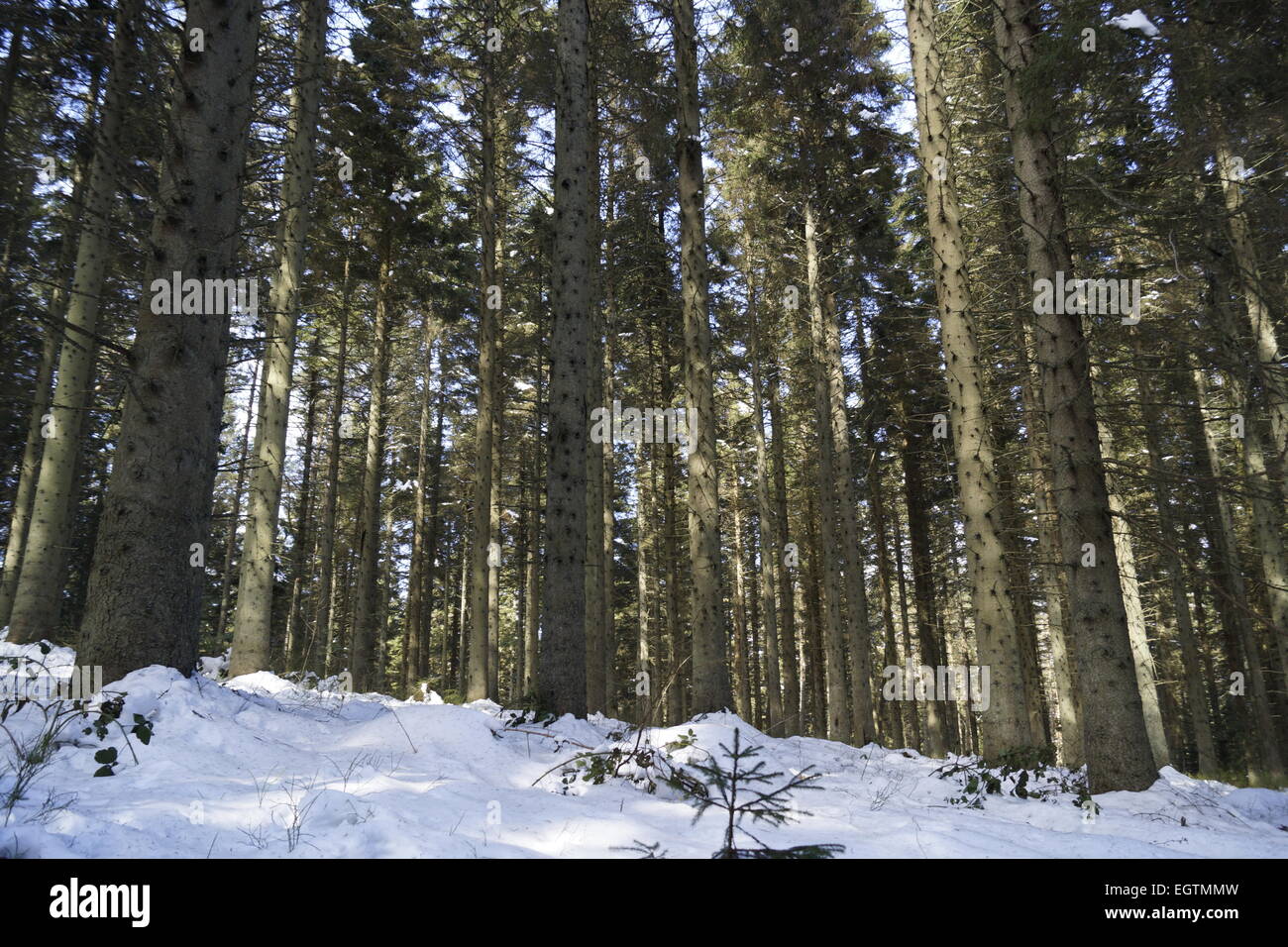 Dense pine forest hi-res stock photography and images - Alamy