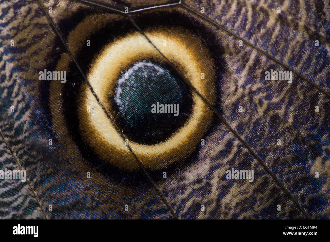 Insect pattern hi-res stock photography and images - Alamy