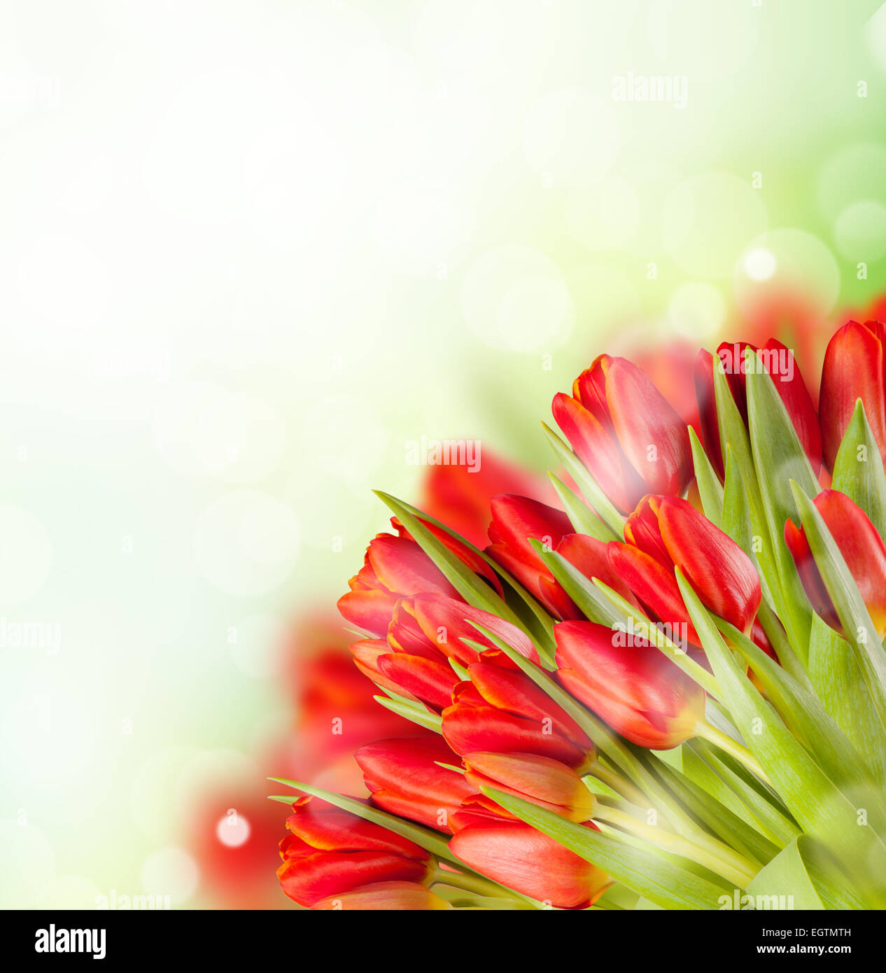 Boquet of red tulips with copyspace for text Stock Photo