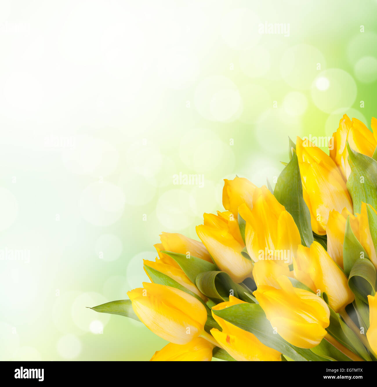 Boquet of yellow tulips with copyspace for text Stock Photo
