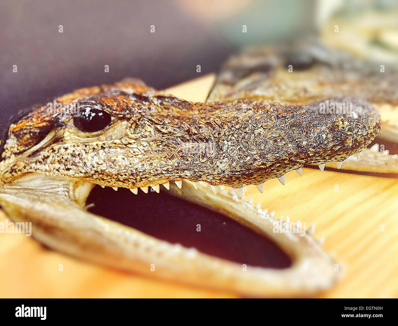 Alligator Head Souvenir, Florida Tourist Trap, USA Stock Photo - Alamy
