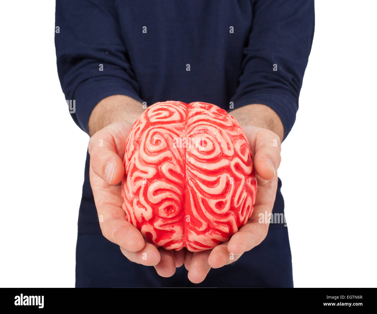 Human rubber brain between the hands on white. Stock Photo