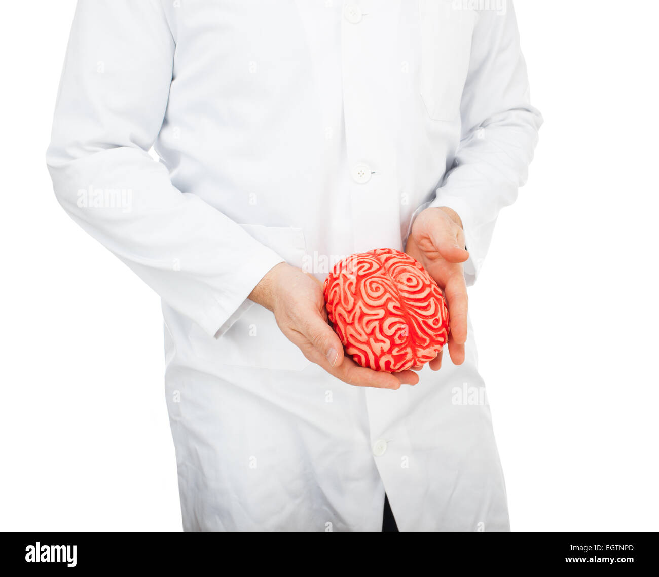 Human rubber brain between the hands of doctor. Stock Photo