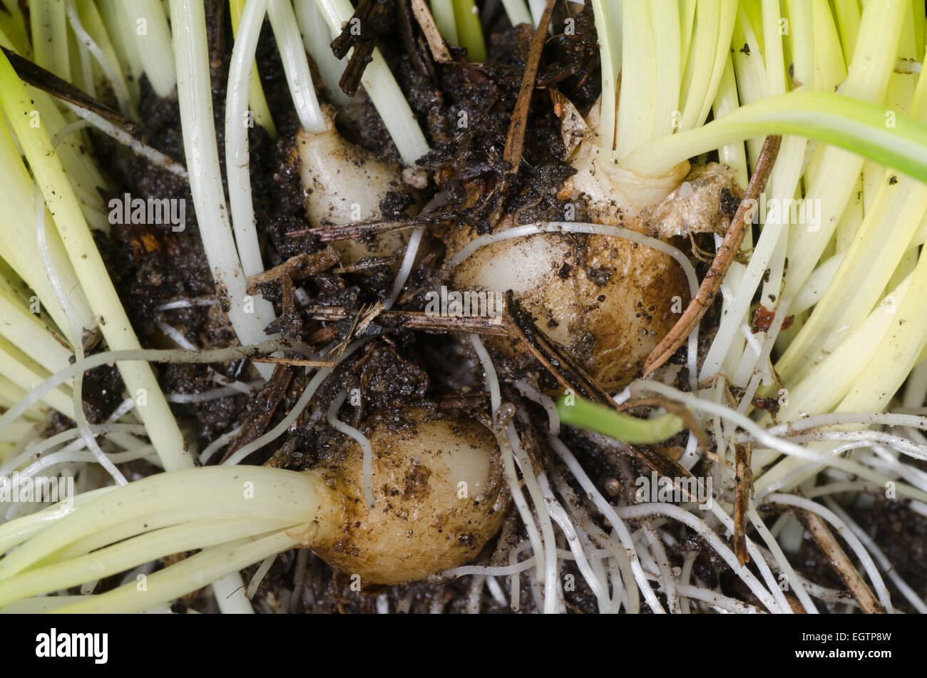 closeup to spring bulb of flowers Stock Photo