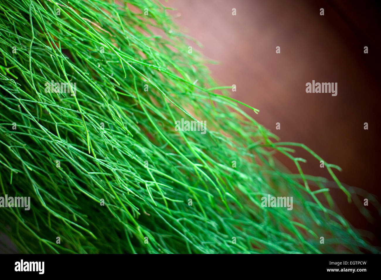 Details of a green plant for a vegetal background Stock Photo